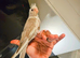 Hand reared baby cockatiels looking for new homes