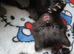 7 beautiful kittens looking for their forever homes