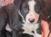 5 border collie puppies