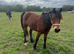 Welsh d coming 5yrs old mare 14,2hh