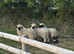 VALAIS WETHER LAMBS