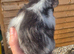 Beautiful fluffy texel guinea pigs