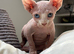 Male Sphynx kittens Ready Now
