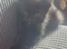 X2 Female Kittens