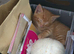 4 Amazing kittens