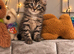 Bengal Maine coon mix kitten!