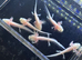 Axolotl