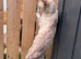 SNOW BENGAL FEMALE LOOKING FOR A NEW HOME