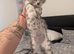 Maine coon mix