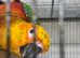 Jenday Conure