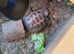 Two 6 year old tortoises