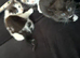 Kittens for sale
