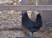 4 ayem cemani crosses.