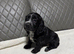 Beautiful Cocker Spaniel Girls &ndash; Ready for Loving Homes