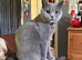 Beautiful British Shorthair Kittens