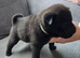 Chow Pei for sale
