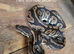 Royal python