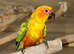 Sun conures available.17