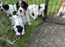 Cocker Spaniel Pups, Working Type, KC Reg