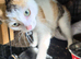 Kittens for sale