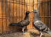 TIGER GRIZZLE RACING PIGEONS