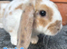 Young Mini Plysh Lops available. Hypoallergenic fur.