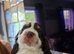 6 Stunning Cocker Spaniel Puppies - Available 10th August