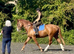 Stunning 16.2 4 yr old Chestnut ID mare