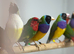 Gouldian finches