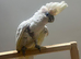 Lovely Ducorp cockatoo