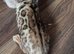 Last one of the litter. Male Bengal kitten
