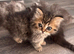 Persian mix kittens ready next week