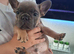 French bulldog pups