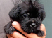 Tiny Jackapooshih pups available
