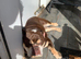 English bulldog boy