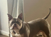 Pocket bully