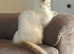 2 female ragdolls (sisters)