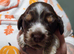 Cocker spanile puppys