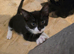 Adorable 9 week old kitten