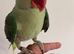 Baby alexandrine
