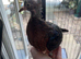 2 hand reared Archangel pigeons