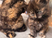Maine coon x BSH kitten last girl ready now