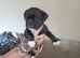 Puppies for sale