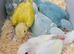 Indian Ringneck babes