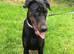 Doberman girl
