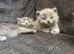 British blue shorthair girls ready 21/6/26