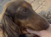 Pablo dachshund Miniture stud