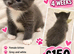 6 kittens for sale