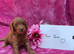 Miniature/Toy Red Goldendoodle dna clear