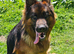 German shepherd for stud